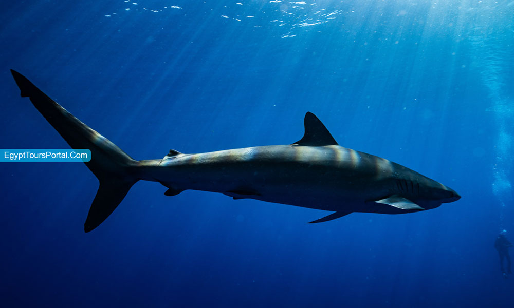 Marsa Alam Elphinstone - Things to Do in Marsa Alam - Egypt Tours Portal