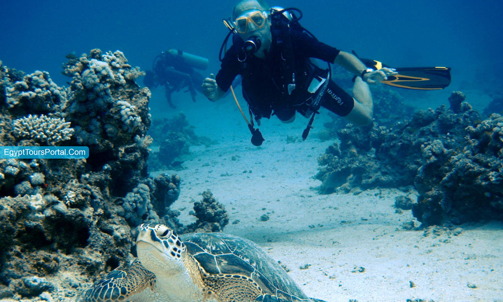 Sataya Reef in Marsa Alam - Things to Do in Marsa Alam - Egypt Tours Portal