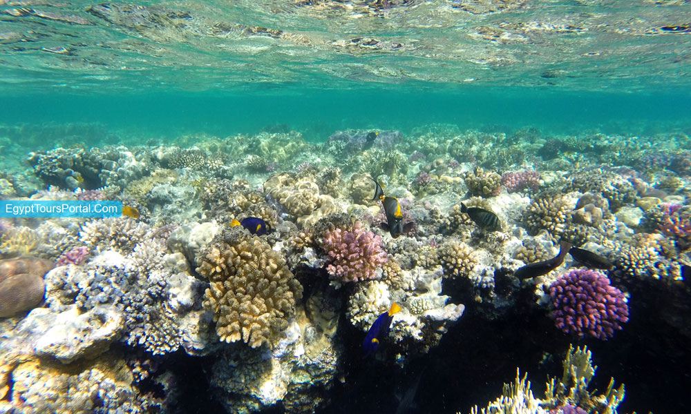 Sha’ab Samadai - Things to Do in Marsa Alam - Egypt Tours Portal