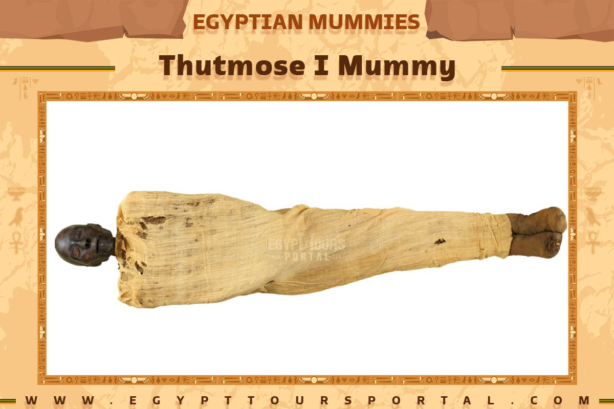 Thutmose I Mummy - Egypt Tours Portal