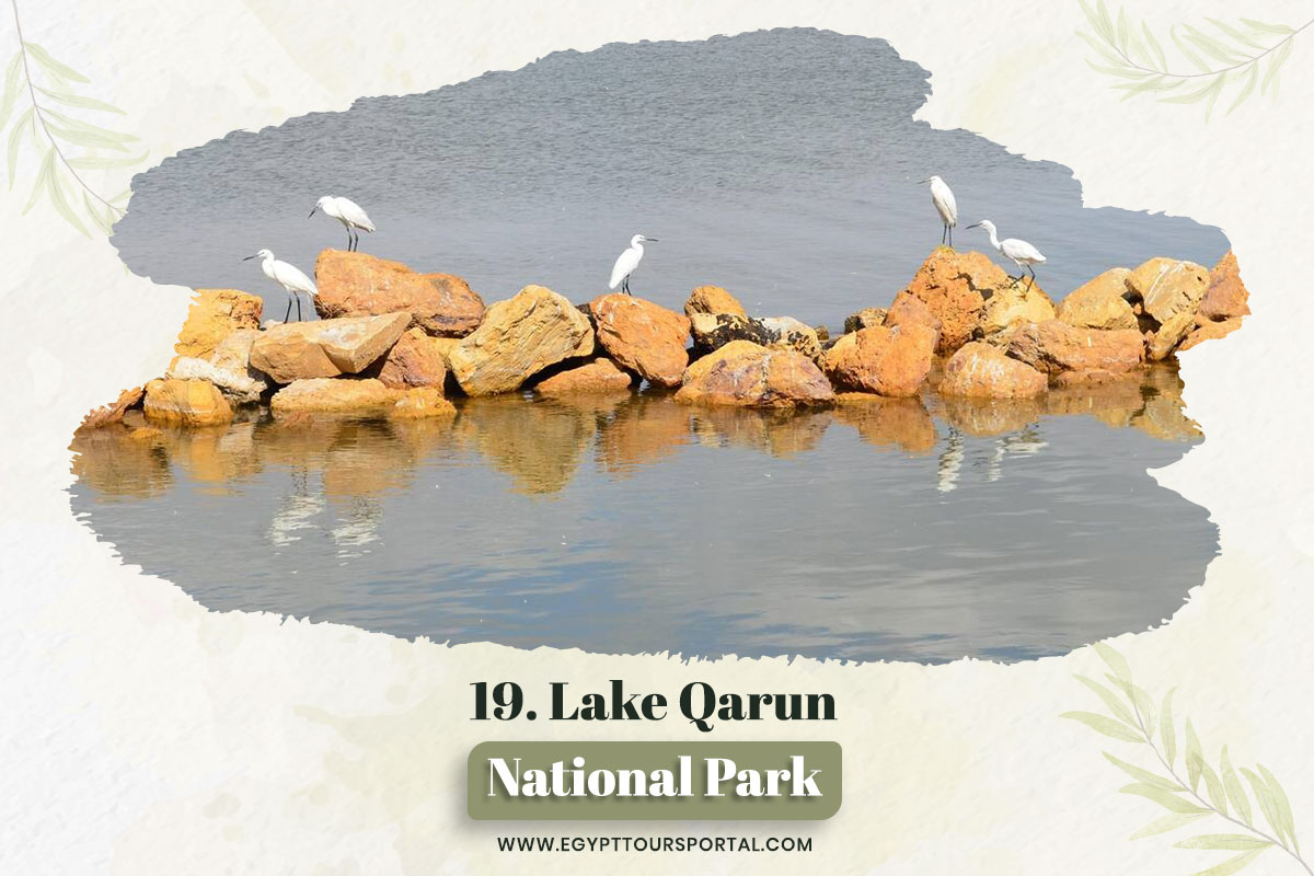 Lake Qarun Protected Area - National Parks In Egypt - Egypt Tours Portal