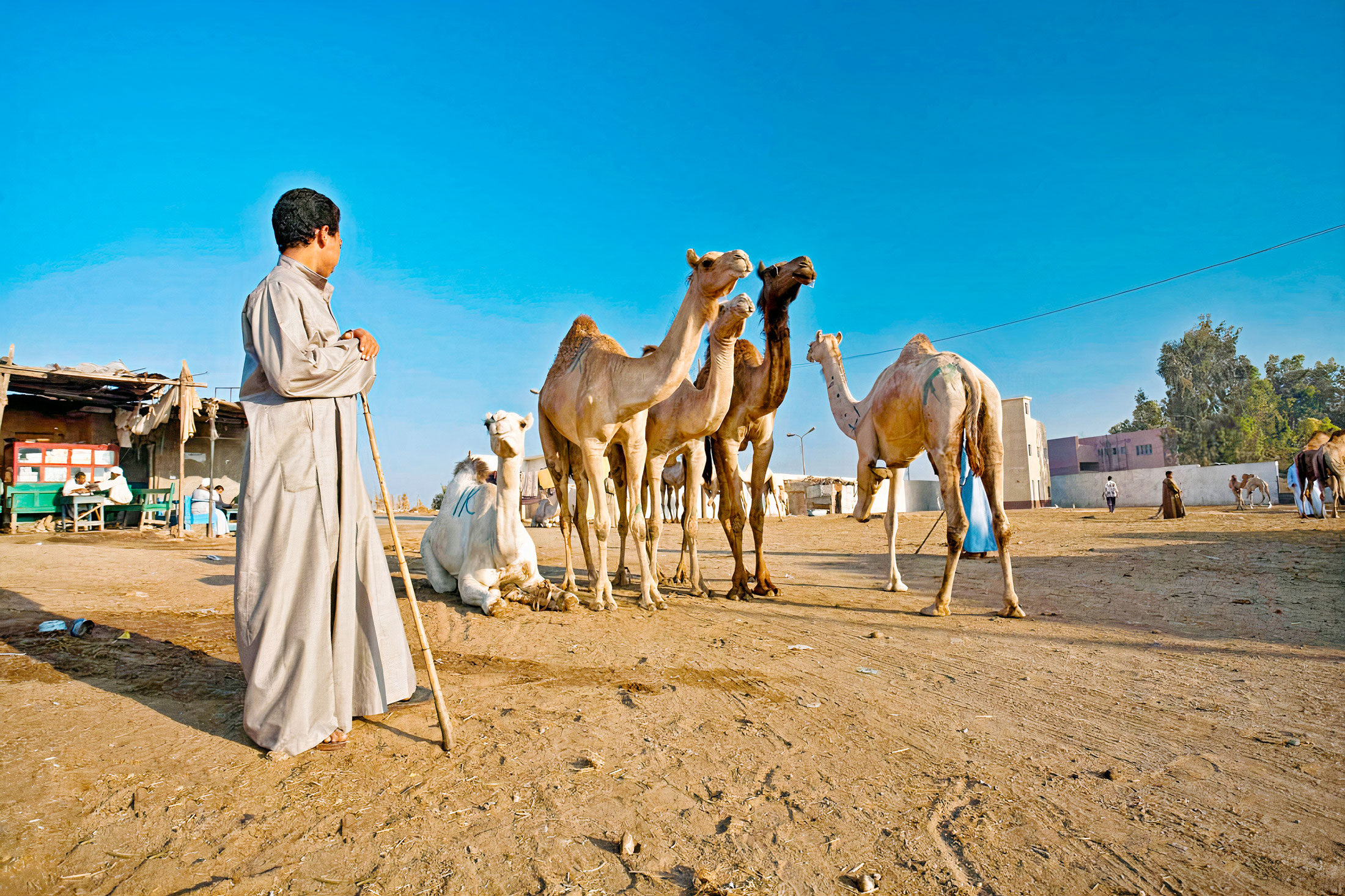 Birqash Camel Market Day Tour -Egypt Tours Portal