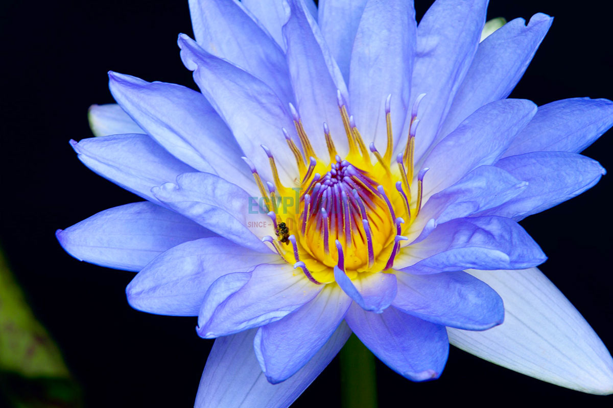 Lotus Lily Flower - Egypt Tours Portal
