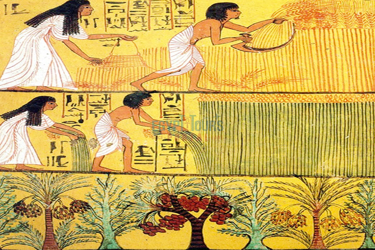Vital Role Of Ancient Egyptian Farmers Economy Agriculture Legacy Vital Role Of Ancient Egyptian Farmers Economy Agriculture Legacy