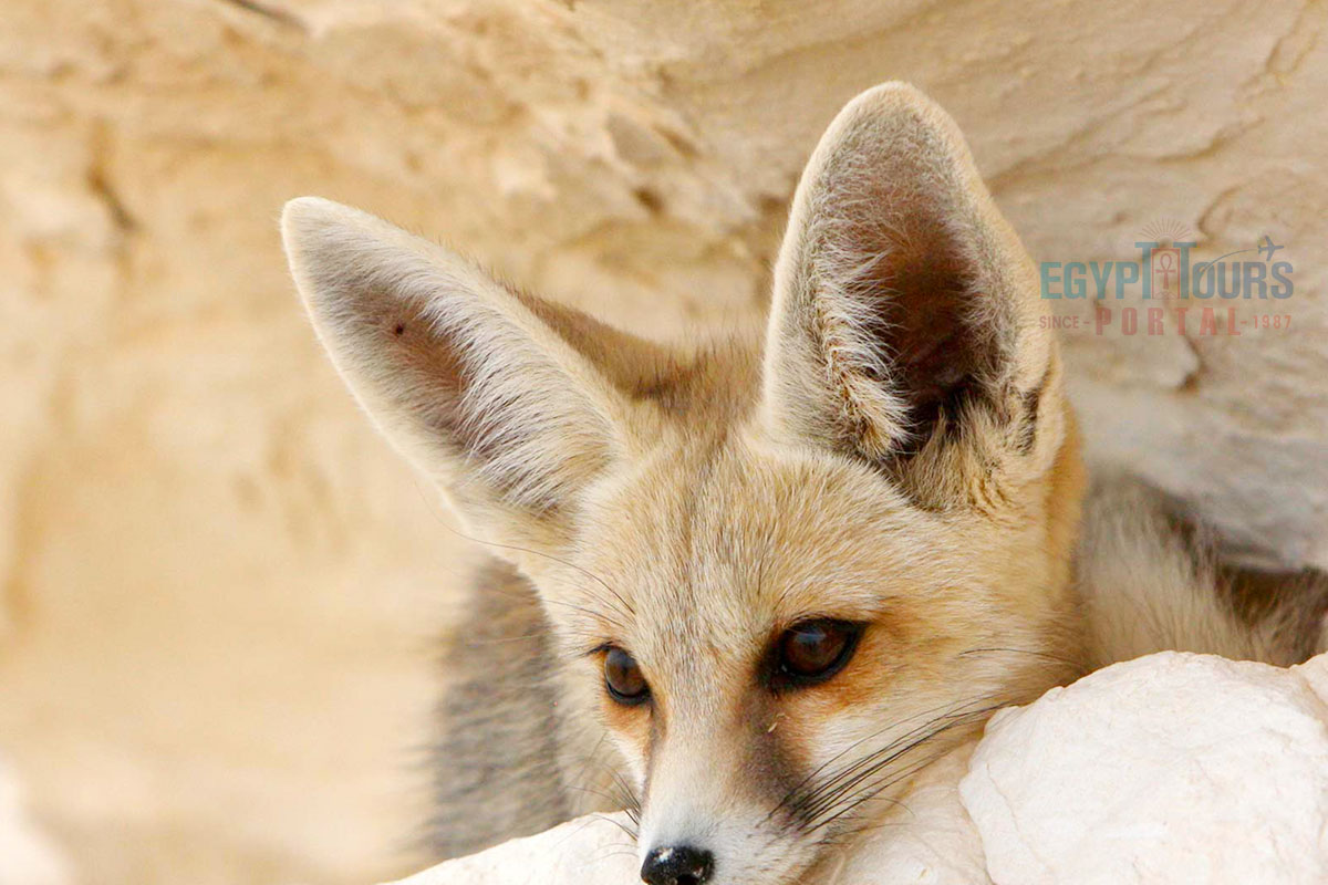 Animals Of The Western Desert - Egypt Tours Portal
