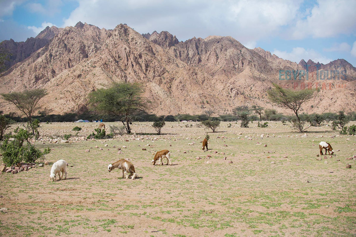 Gebel Elba - Egypt Tours Portal