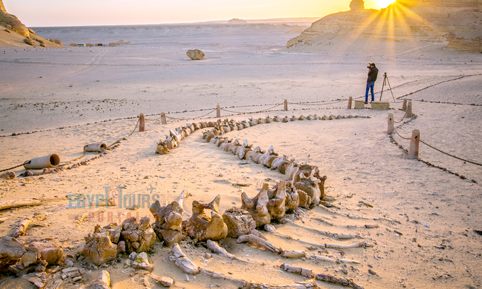 Wadi El Hitan - Egypt Tours Portal