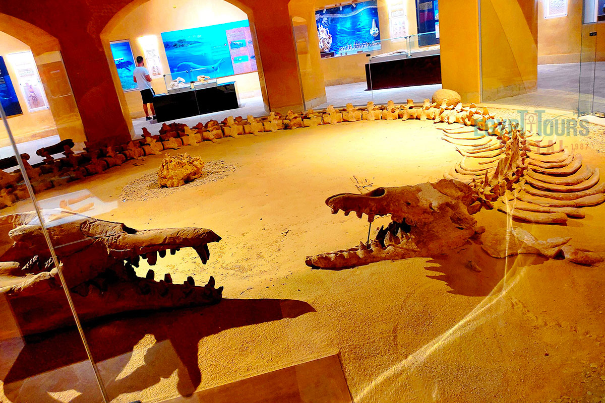 Wadi El Hitan Museum - Egypt Tours Portal