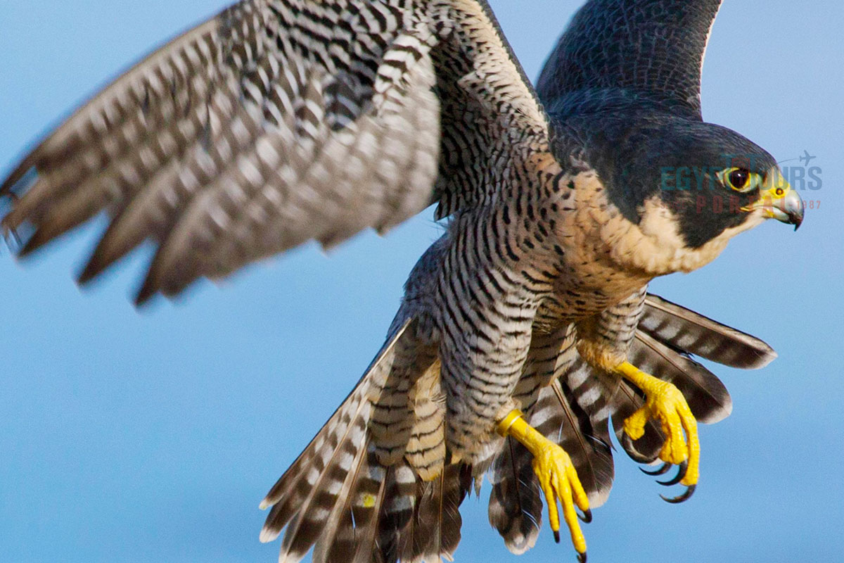 Wildlife of Wadi El Rayan - Egypt Tours Portal