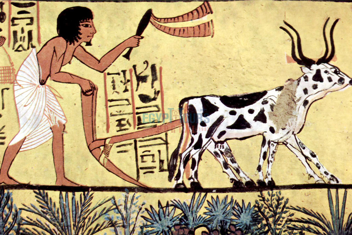 Ancient Egyptian Agriculture Innovation - Egypt Tours Portal