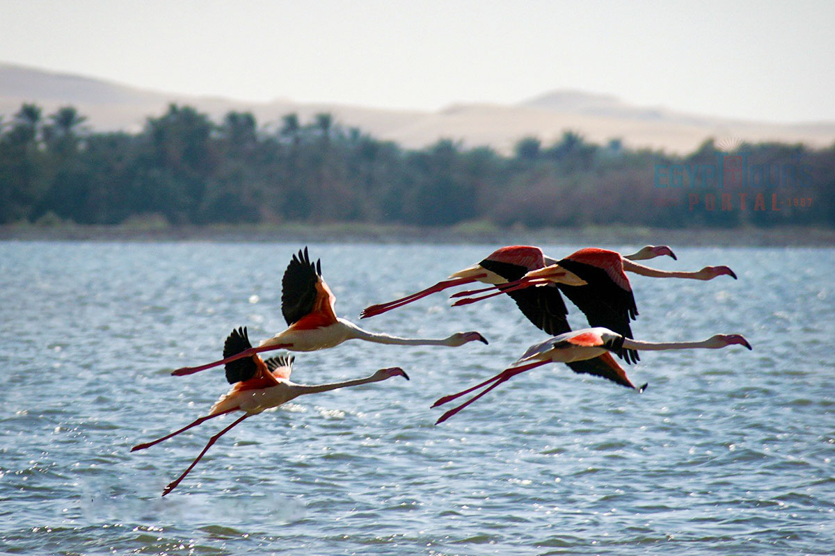 Wildlife in Siwa Oasis - Egypt Tours Portal