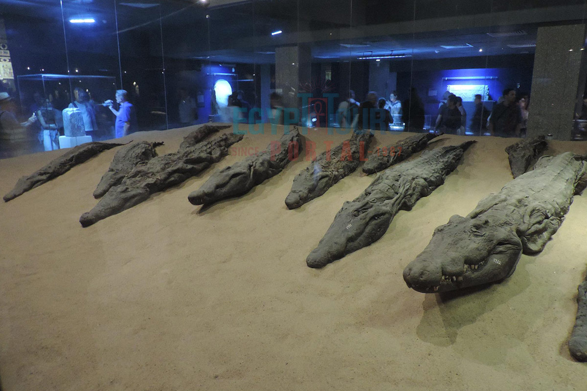 Crocodile Museum Kom Ombo Temple - Egypt Tours Portal