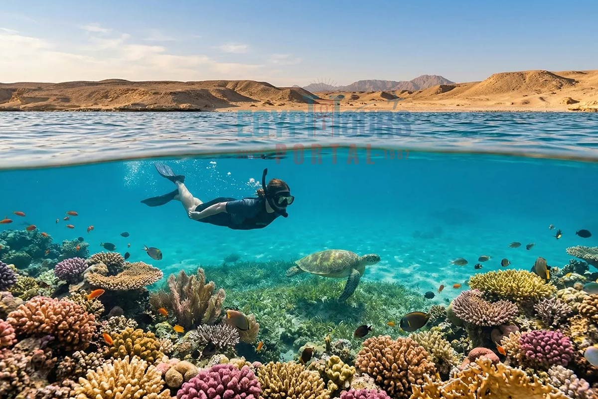 Things to Do in Marsa Alam - Egypt Tours Portal