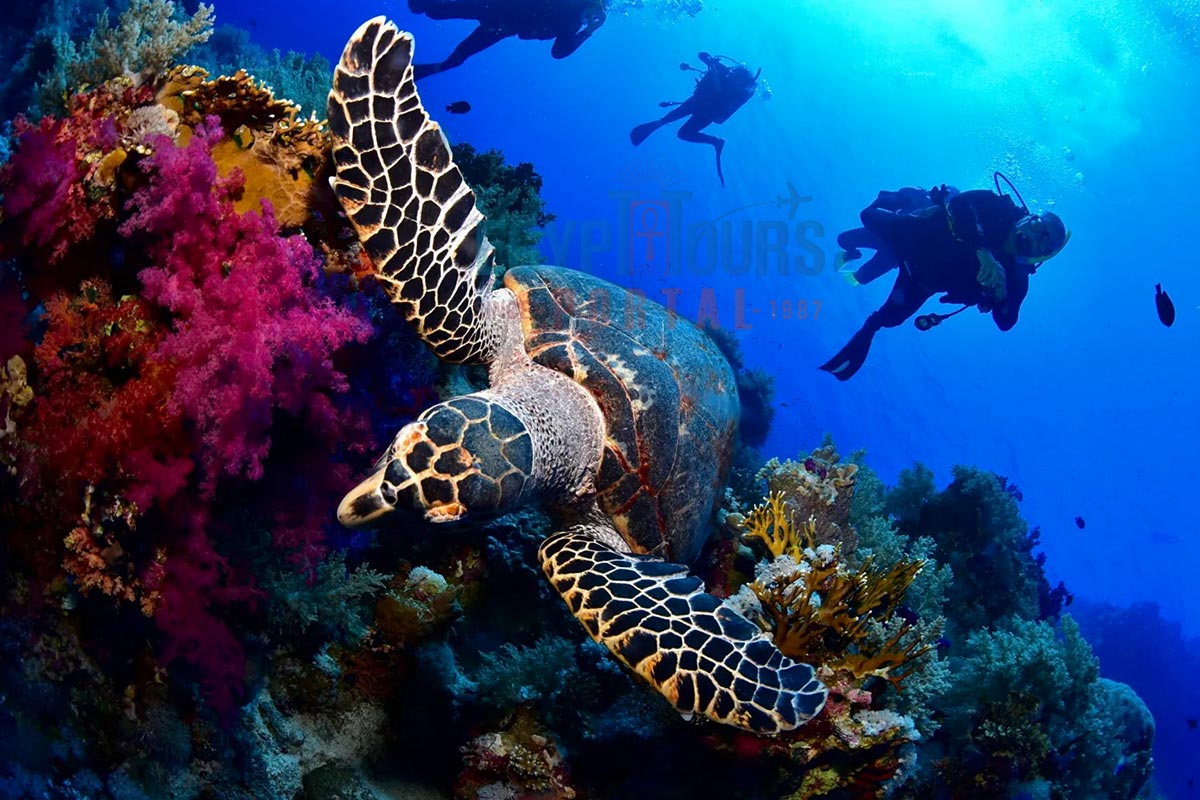Things to Do in Sharm El Sheikh - Egypt Tours Portal