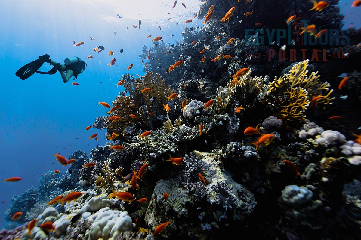 Things to Do in Hurghada - Egypt Tours Portal